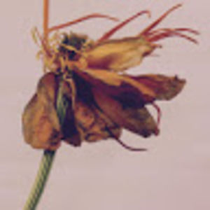 Meet your Posher, Amaya